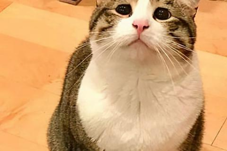 一个月的小猫死了，主人该怎么办？