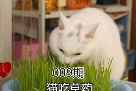 猫咪吃完猫草吐白沫怎么回事？这些原因你必须知道！