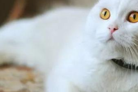 猫咪挠脖子，没跳蚤也痒？看看这些疾病