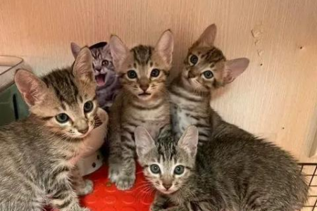 母猫难产几率有多高？如何预防猫咪难产？