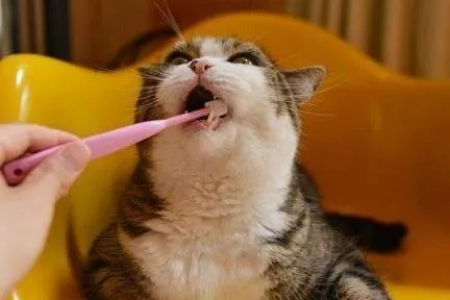 猫咪口臭严重吗？有效治疗猫口臭的实用方法