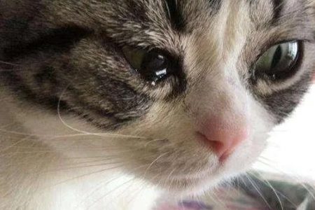 猫哭了代表什么预兆？猫咪哭泣的含义及应对方法