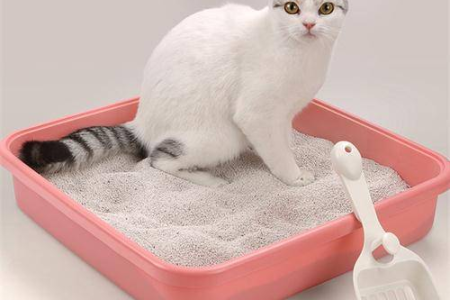 猫咪乱尿屡教不改？从猫砂盆到疾病，教你彻底解决