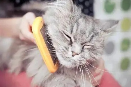 猫毛吸入人体怎么清理？简单方法帮你快速解决