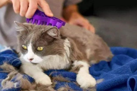 猫毛真的会吸进肺里吗？深度解析猫毛危害