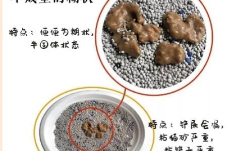 猫大便前段硬后段稀软？教你快速找出原因和解决办法