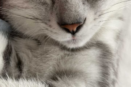 猫咪鼻子由粉变黑，是健康问题吗？