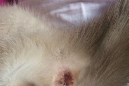 猫咪打疫苗后呕吐拉稀怎么办？如何护理和应对？