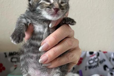 猫咪打嗝一样一抽一抽的怎么回事？原因及解决方法