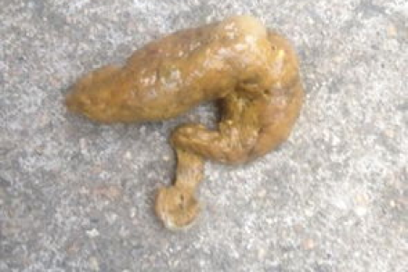 猫大便末端带血黏液，如何快速判断病因？
