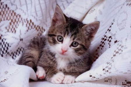 猫吃完东西多久拉大便？不同猫猫差异大吗？