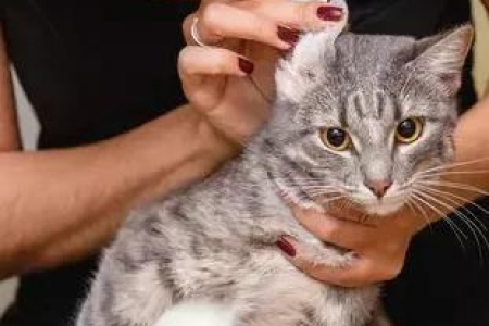 小猫身上有疙瘩像结痂，是哪种皮肤病？图文详解