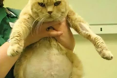 如何判断猫咪是否患有腹水？治疗和护理要点