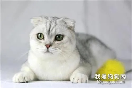 折耳猫缺钙怎么办？科学补钙方法及注意事项