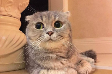 折耳猫哪些姿势预示着它生病了？