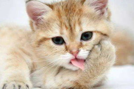 猫咪内伤的表现和急救措施，你必须知道的知识