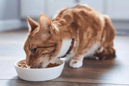 想给猫咪补充营养？牛肉适合猫咪食用吗？