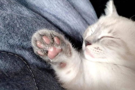 猫咪伸爪子怎么办？教你几招有效教育方法