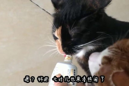 为什么我的猫半夜叫得这么惨？看完你就懂了！