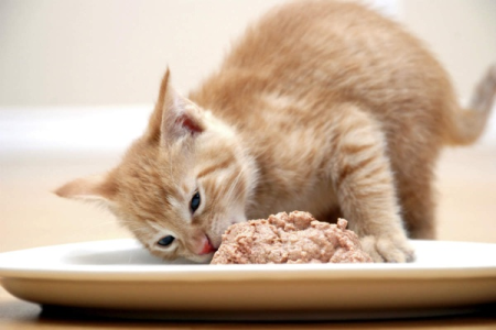 猫咪爱吃鸭肉吗？鸭肉喂养猫咪的正确方法和潜在风险