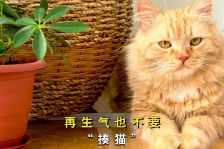 生气别打猫！这样做会让猫咪离你越来越远！