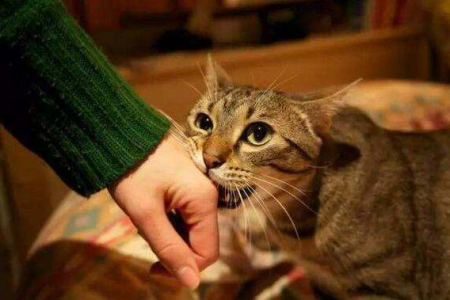 我的猫能吃甘蔗吗？警惕甘蔗中的隐形危险