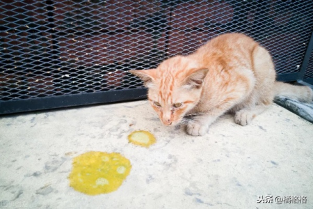 发现猫咪猫瘟呕吐，频率和严重程度如何判断？及时就医有多重要？