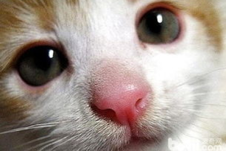 猫咪膀胱炎是哪些原因导致的？饮食、环境等因素分析