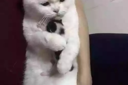 猫咪抱着手蹬是什么原因？猫咪这种行为背后的秘密