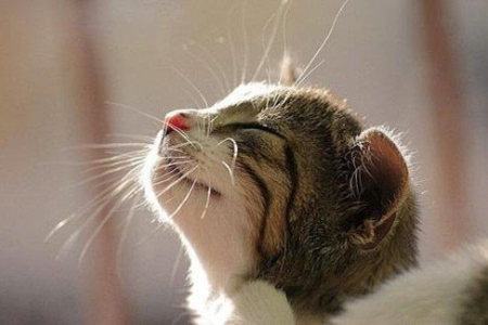 如何判断猫咪是否吞食了异物？这些症状要重视！