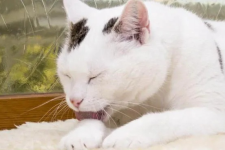 猫咪频繁呕吐怎么办？可能是这些原因造成的
