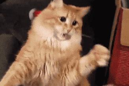 我家的猫跑掉了还会回来吗？如何提高猫咪回家的概率？