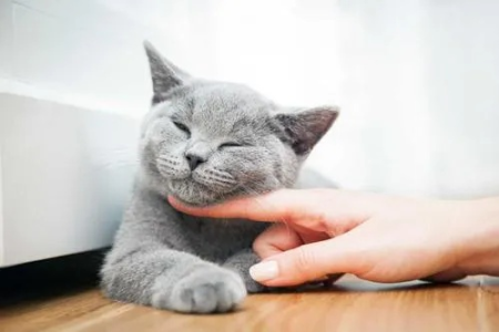 猫咪哪里最怕你摸？哪里最爱被你摸？猫咪的喜好大揭秘！