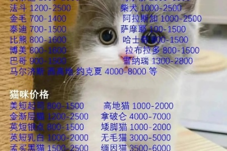 购买斯芬克斯猫要花多少钱？不同地区价格差异大