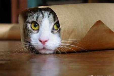 猫坐车一直张嘴喘气？教你几招解决猫咪焦虑