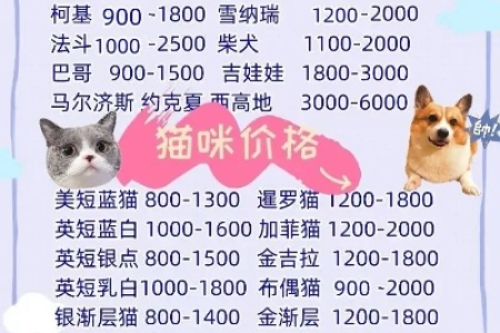 茶杯贵宾犬价格是多少？不同血统价格大不同！