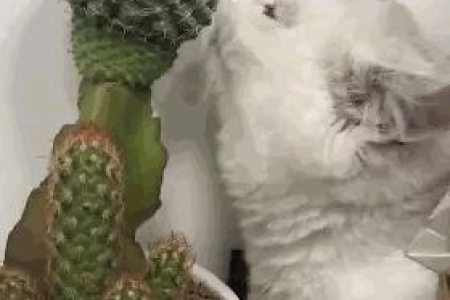 猫咪干呕、没精神、食欲差，是生病了吗？