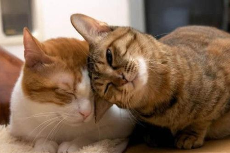 猫咪被勒住几分钟会窒息？紧急救助方法大全