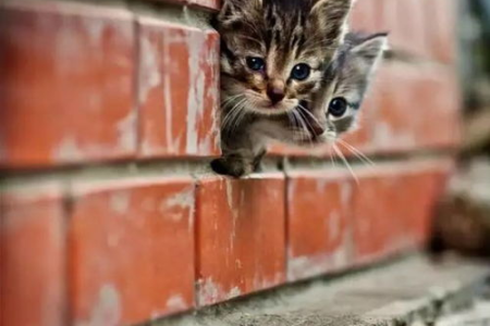 猫会跳窗户逃跑吗？警惕猫咪意外坠楼！