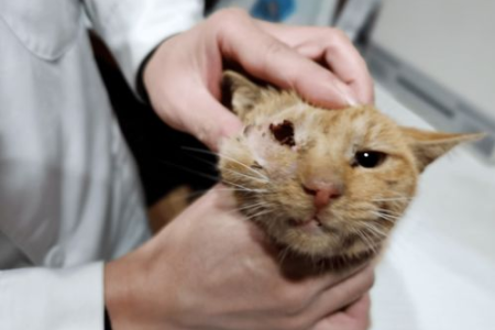 急救！猫咪眼睛问题，可以用人眼药水吗？