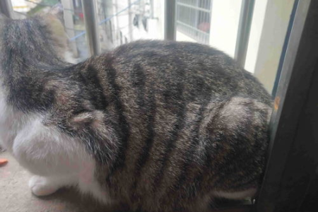 猫能生多少只小猫？不同品种的猫差异大吗？