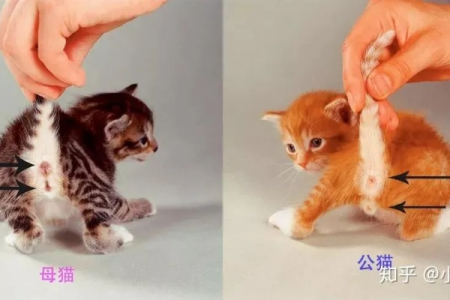 猫咪是公是母怎么看？新手也能轻松学会的辨别方法