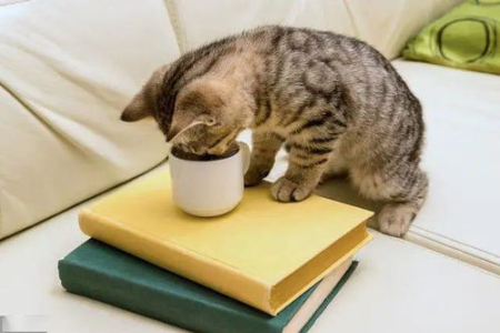 猫为什么抓老鼠？揭秘猫咪捕鼠的天性本能