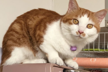 两个月的猫咪口臭怎么办？教你三招轻松解决猫口臭