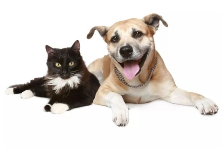 猫和狗智商PK：事实告诉你谁更胜一筹！