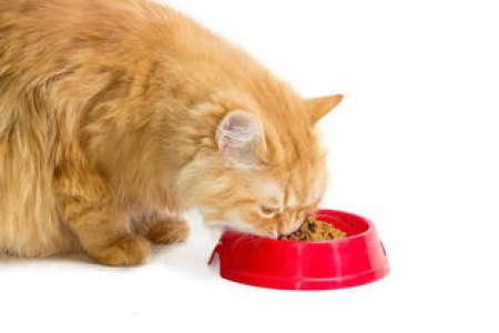 怎么让猫听话？教你几招轻松搞定调皮猫