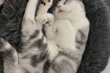 猫咪配种需要注意什么？不同体型猫咪配种技巧分享