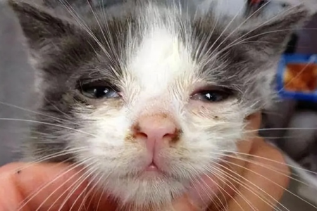猫咪得了猫鼻支？家庭护理及治疗方案