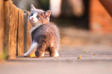 猫咪踩奶代表什么意思？深度解读猫咪踩奶行为的多种可能性