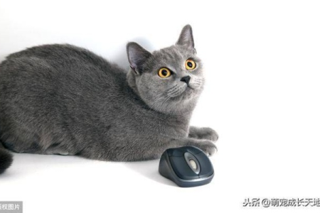 蓝猫怎么养？新手蓝猫饲养指南，从喂养到保健全攻略